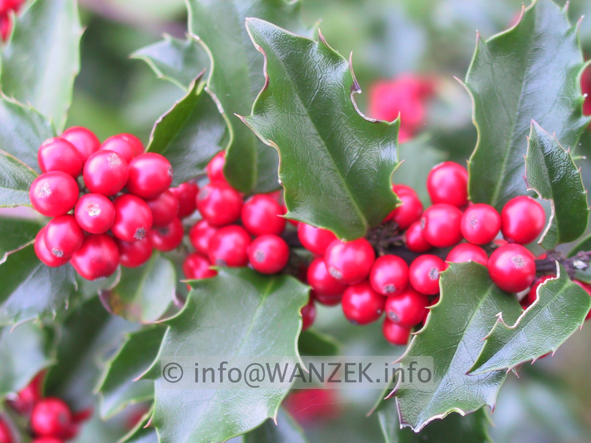 Ilex meserveae Blue Angel 04.JPG